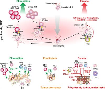 NSCLC: from tumorigenesis, immune checkpoint misuse to current and future targeted therapy